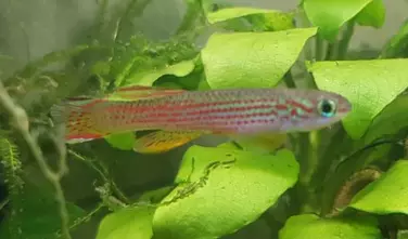 Aphyosemion striatum